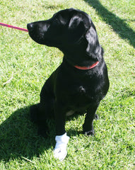 Nooby's Multi Use/Disposable Veterinary Booties